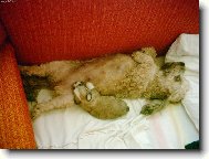 Štěnátko s maminkou