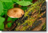 Prašivka na pařezu