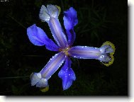 Modrá hvězdička za rosy