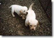 Jen počkej já tě kousnu do zadku