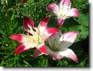 Sluníčko nám prospívá