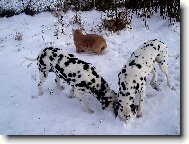 čichání ve sněhu