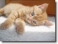 Něžná malá Orianna