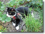 Mikeš mezi jahodami