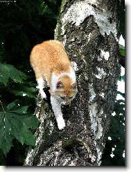 ŠPATNÁ VOLBA BARVY MASKÁČŮ