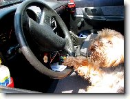 TAK ZA KOLIK TO MÁME BODŮ, PANE STRÁŽNÍK ?