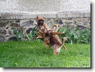 A teď budeme zlí psi oba, jo?