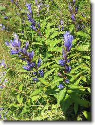 RANN PROCHZKA PO LOUCE