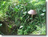 NA RANNÍ PROCHÁZCE