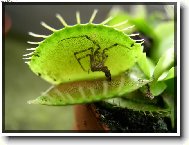 Masožravka s pavoučkem