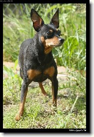 Besík - Malý hladkosrstý pinč