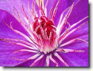 Jako z hadích ocásků