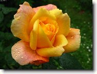 Růže s kapkami deště