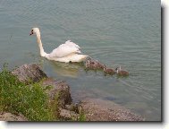 Honem,honem za mámou