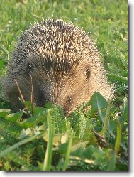 Stydlivý ježek