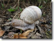 Hlemýýýýýžžžžžďďďďďď