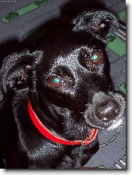 slečna z útulku....