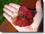 Křídlatka jahodová