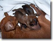 Teď jsem na řadě já!!! Mám hlad jako vlk