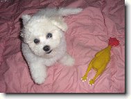 Bude dnes k obědu pečená slepice?