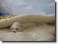 V beránčím rouše