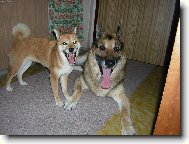 společně hezky sýýýýýýr