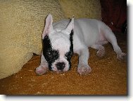 Spinkám, nebudit prosím !