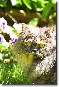 Nevinný  kukuč ...