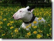 pampeliškový král