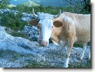 Černohorská kráva