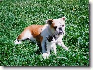 Páreček...neupad...