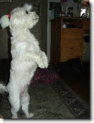 NÁŠ MALÝ POMOCNÍK