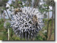 Bodláček se včeličkama