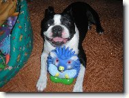 Moje nejmilejší hračka