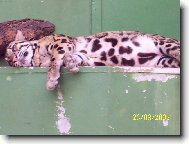 Neškodná kočička...