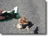 Hooohou,krokodýýýýl