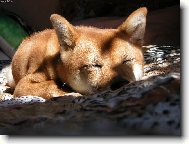 spinkající slečna sluníčková