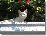 zátiší s muškáty