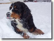 zasněžené sluníčko