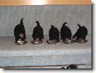 To je ale bašta!!! Mńam