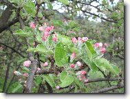 Rozvíjející se poupě švestky