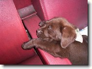 České dráhy, to je ono!!!!!