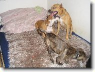 Nejlepší hrátky v posteli