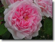 Růže a kapky deště