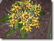 no nejsou prekrasné?