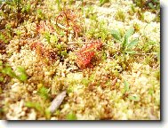 masožravá rosnatka