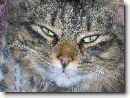 Podívej se mi do očí