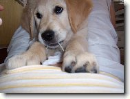 šňůrky jsou stejně nejlepší :-D