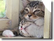 naprosté souznění