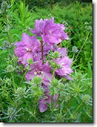 Ostrožka v náruči bodláčků